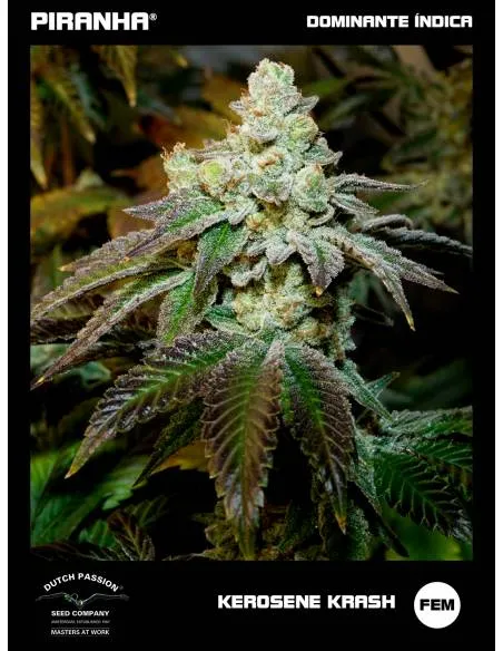 Kerosene Krash (3+1u)