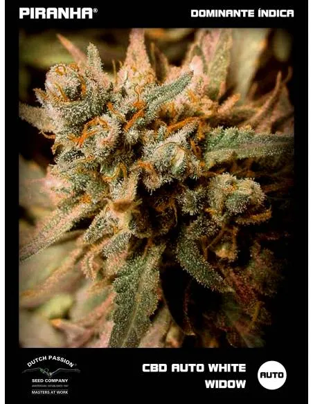 Auto CBD White Widow (3+1u)