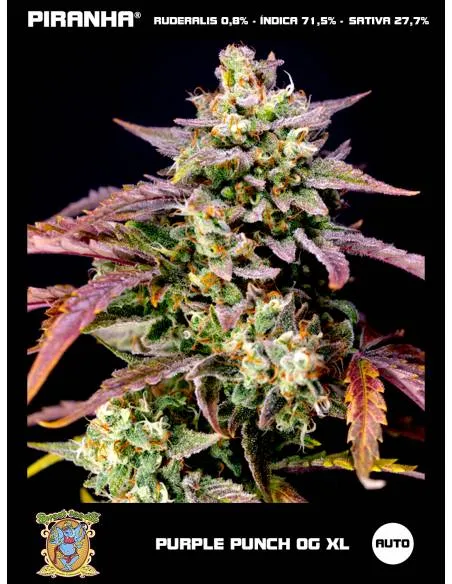 Purple Punch OG XL Auto (3+1u)