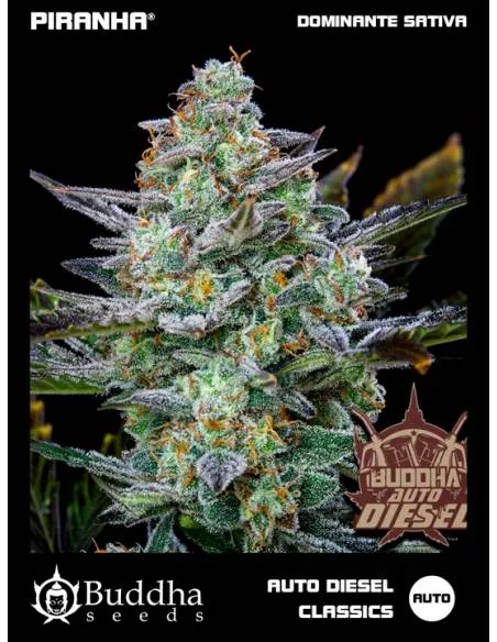 Buddha Auto Diesel Classics...