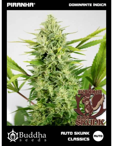 Buddha Auto Skunk Classics...