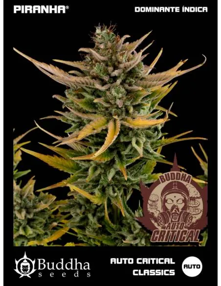 Buddha Auto Critical...