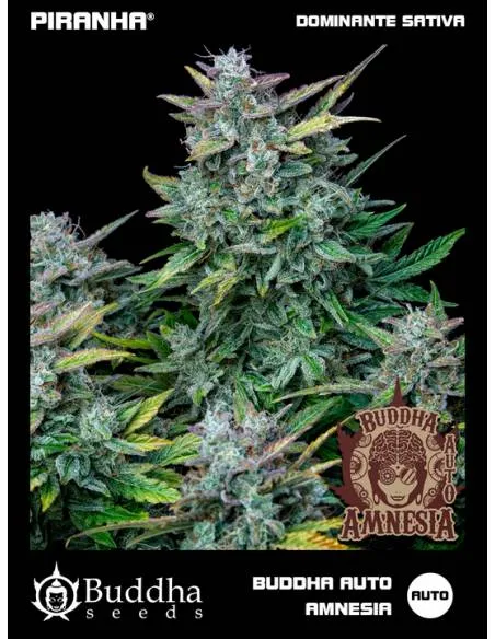 Buddha Auto Amnesia...