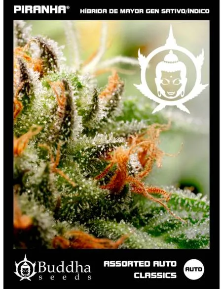 Buddha Assorted Auto...