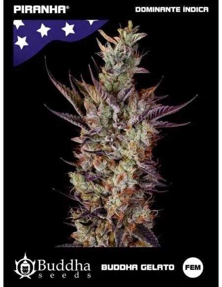 Buddha Gelato (3u)