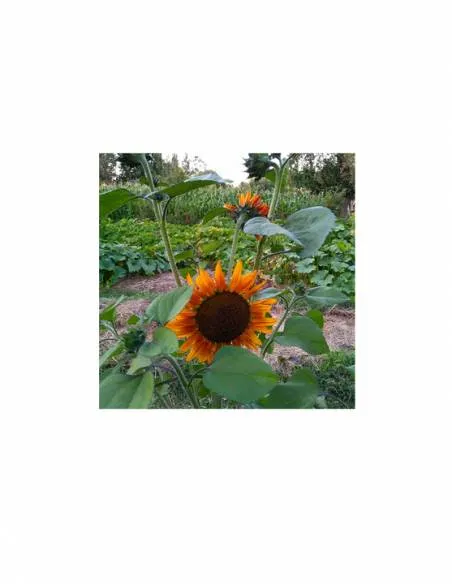 Maravilla Multiflor Mix