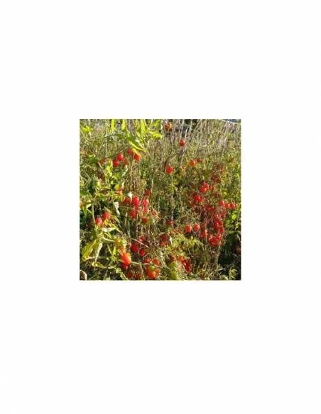 Tomate Cherry