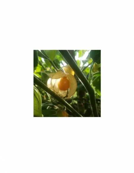 Physalis