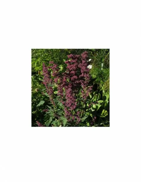 Kinwa/Quinoa Morada Rupumeica