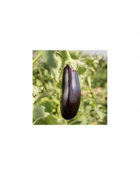 Berenjena Siria