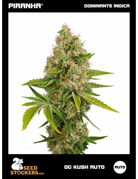 OG Kush Auto (3u)