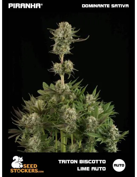Triton Biscotto Lime Auto (3u)