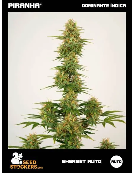 Sherbet Auto (3u)