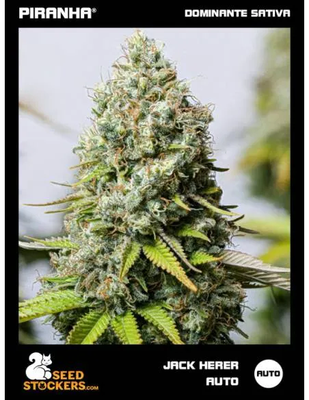 Jack Herer Auto (3u)