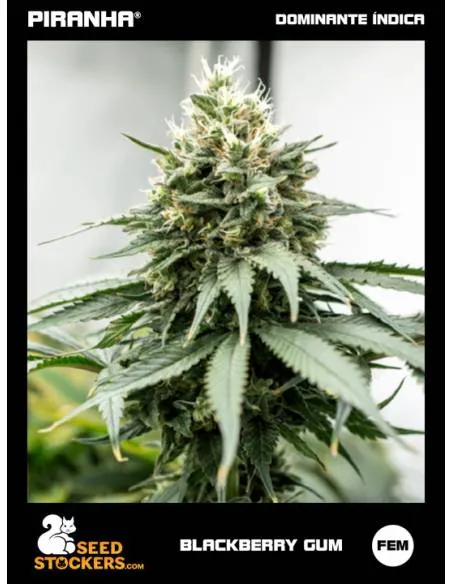 Blackberry Gum (3u)