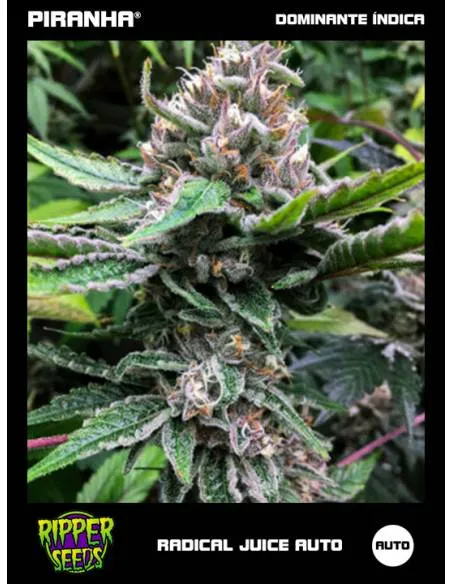 Radical Juice Auto (3u)