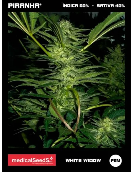 White Widow (3+2u)
