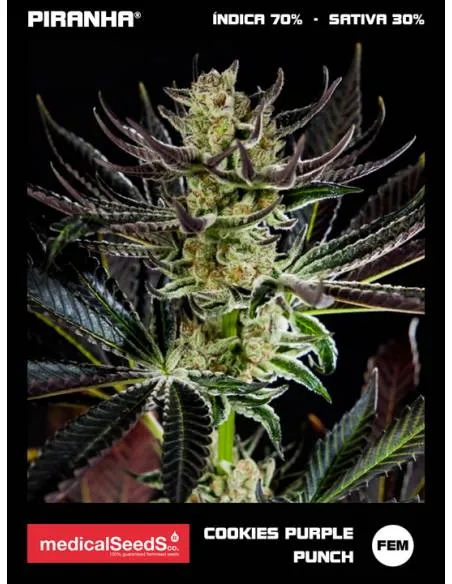 Cookies Purple Punch (3u)