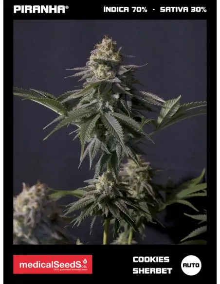 Cookies Sherbet Auto (3+2u)