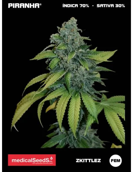 Zkittlez (3u)