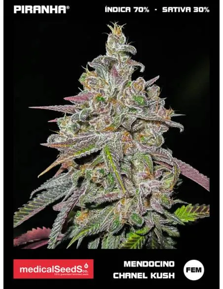 Mendocino Chanel Kush (3+2u)