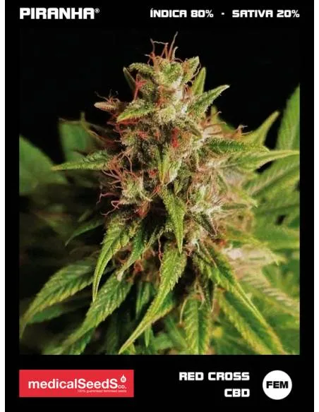 Red Cross CBD (3+2u)