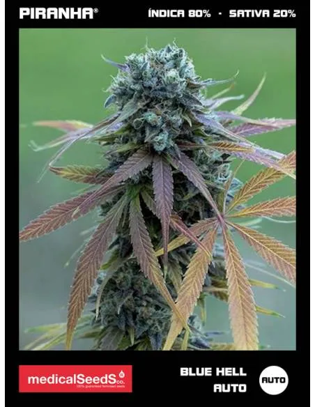 Blue Hell Auto (3+2u)