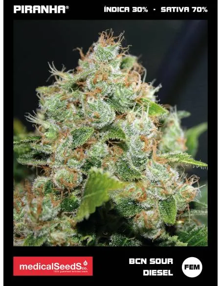 BCN Sour Diesel (3+2u)
