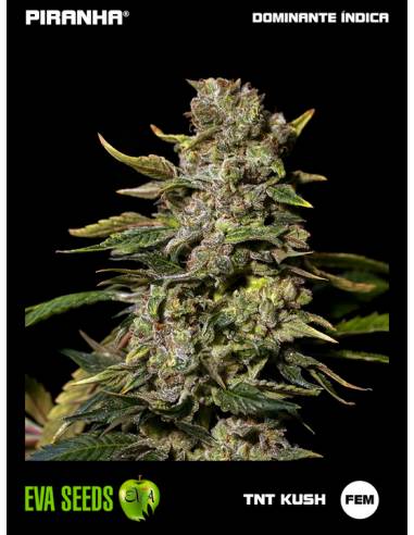 TNT Kush (3u)