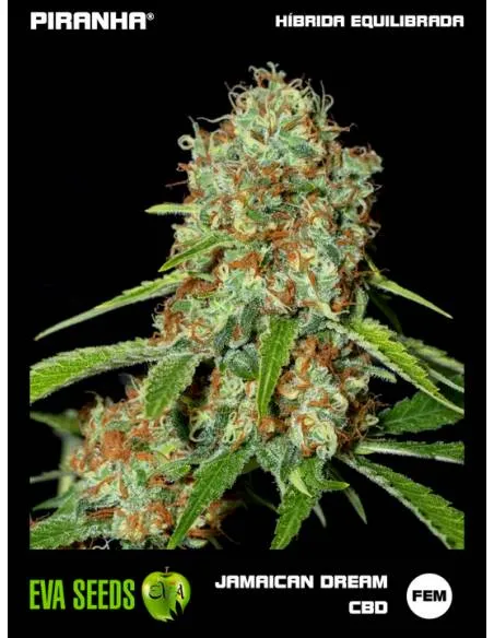 Jamaican Dream CBD (3+1u)