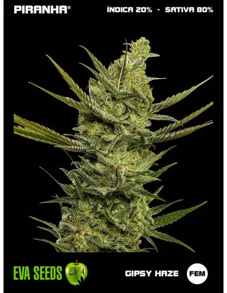 Gipsy Haze (3u)