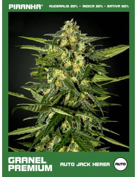 Auto Jack Herer