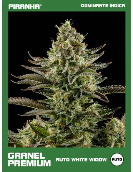 Auto White Widow