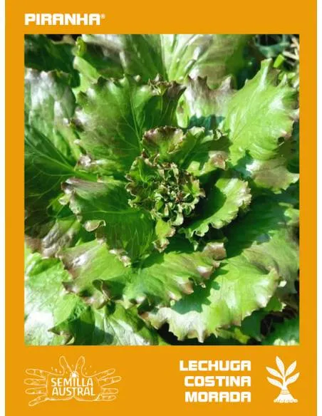 Lechuga Costina Morada