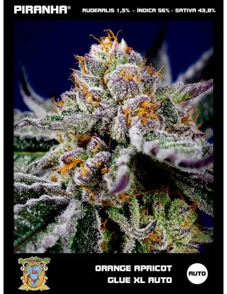 Orange Apricot Glue XL Auto...