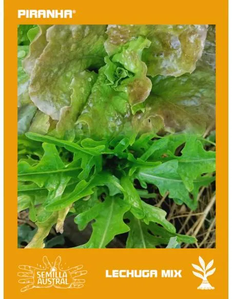 Lechuga Mix