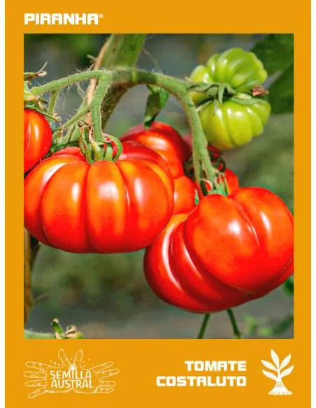 Tomate Costoluto