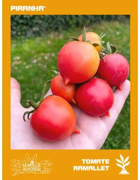 Tomate Ramallet