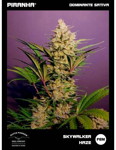 Skywalker Haze (3+1u)