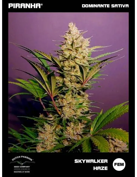 Skywalker Haze (3+1u)