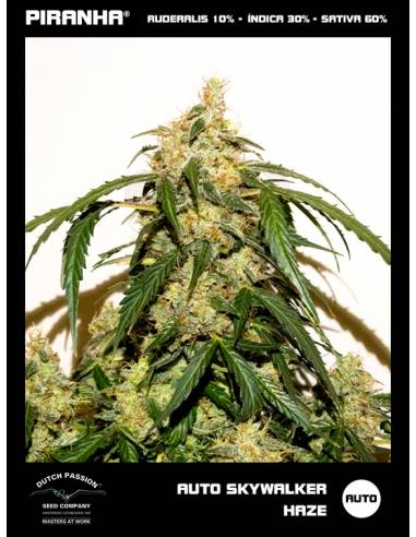 Auto Skywalker Haze (3+1u)