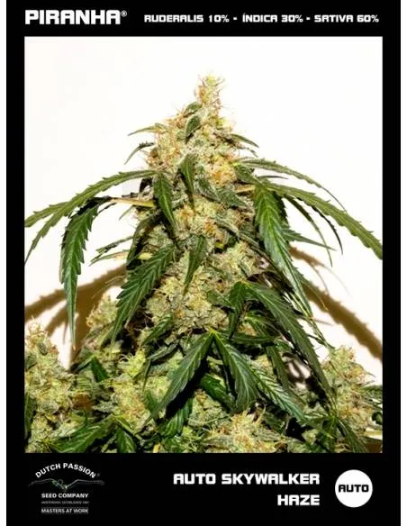 Auto Skywalker Haze (3+1u)