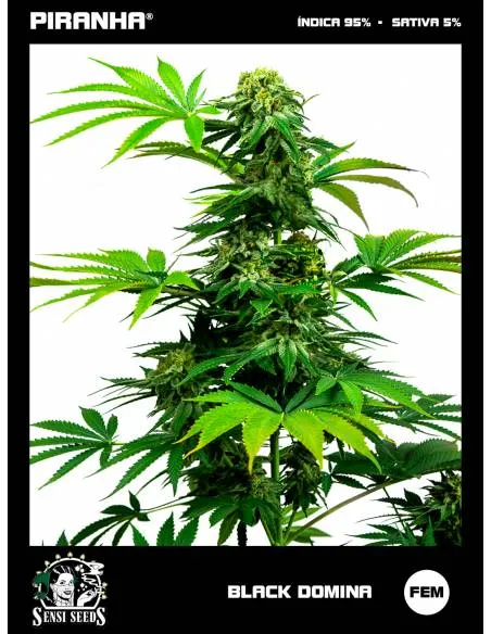 Black Domina (3u)