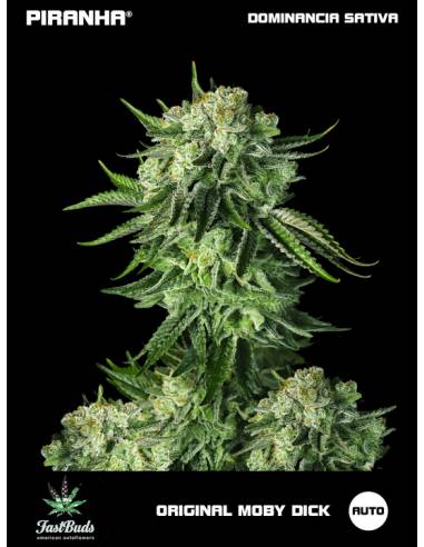 Original Moby Dick Auto (1u/3+2u)