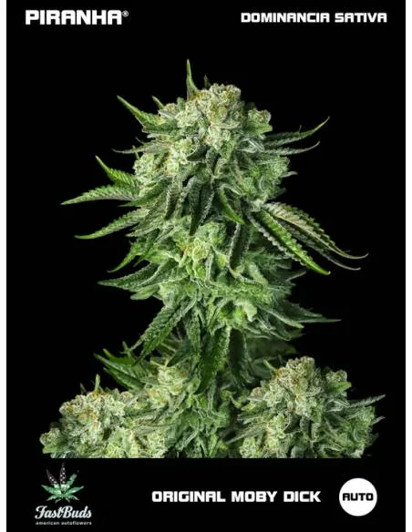 Original Moby Dick Auto...