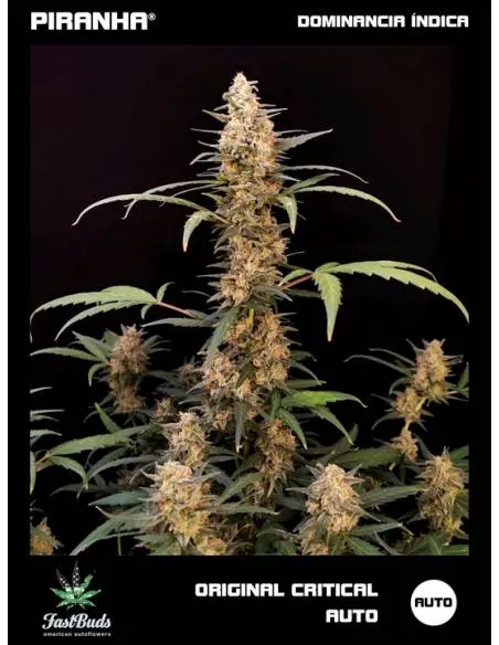 Original Critical Auto...