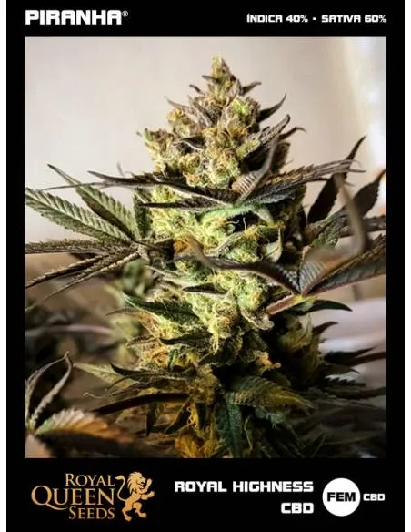 Royal Highness CBD...