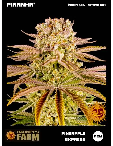 Pineapple Express (3u)