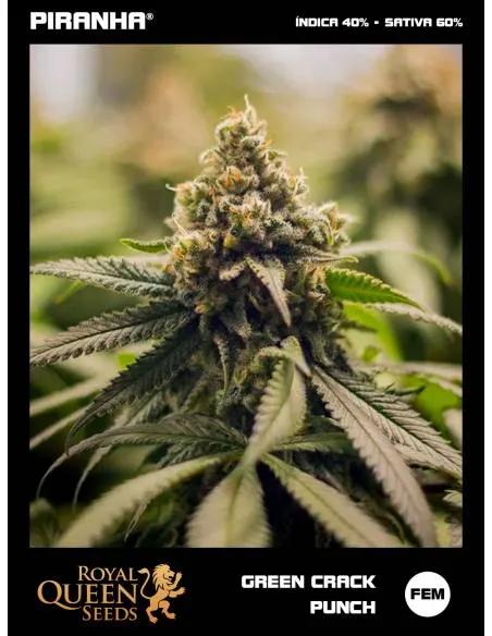 Green Crack Punch USA...