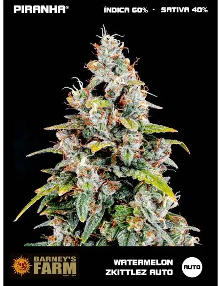 Watermelon Zkittlez Auto (3u)